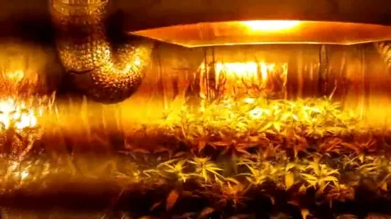 Tenda idroponica per interni Grow Room Box per la coltivazione di piante senza Mylar riflettente